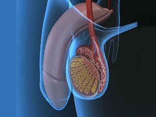 varicocele and testicular pain upon stimulation